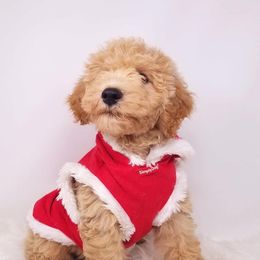 Goldendoodle Puppies from O'Town's Goldendoodles