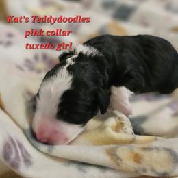 Girl 2 - Black and white female Bernedoodle puppy in Schertz, Texas from Kat's Teddydoodles
