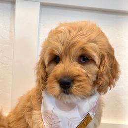 Bernedoodle and Goldendoodle Puppies from Sun Valley Goldendoodles