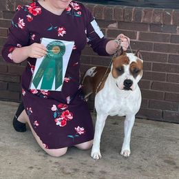 Tinsel - American Staffordshire Terrier