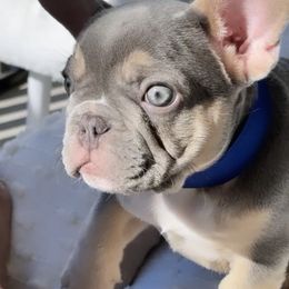 French Bulldogs from Soho French Bulldogs