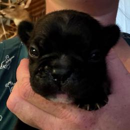 Cash - Black male French Bulldog puppy in Franklin, Pennsylvania from Falco’s Frenchies