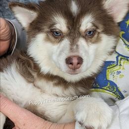 Jasper - 1600 - Red and white male Pomsky puppy in Spring Hill, Florida from www.PuppyTimeEmporium.com
