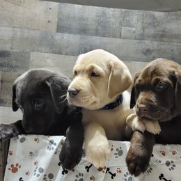 Dilute Retriever Puppies from Thunder Mountain Labs