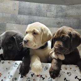 Dilute Retriever Puppies from Thunder Mountain Labs