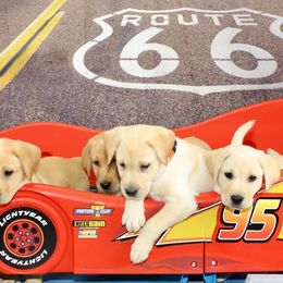 Labrador Retrievers from Tattle Tail Scent Dogs