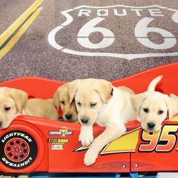 Labrador Retrievers from Tattle Tail Scent Dogs