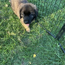 Leonberger Puppies from Leonberger Puppies at Harris Acres