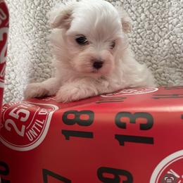 Maltese Puppies from TCBs Glowing  Maltese