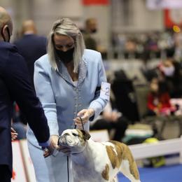 Bling - Bulldog
