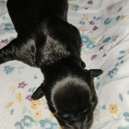 Panda - Black female Dachshund puppy in Altamonte Springs, Florida from Happy Tails Dachshunds