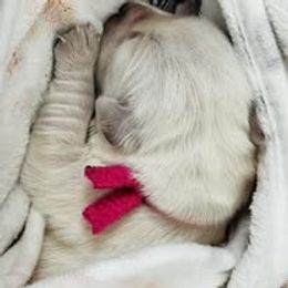 Seventh Pick Male - Light golden male Golden Retriever puppy in Alaska from Birchwood Goldens