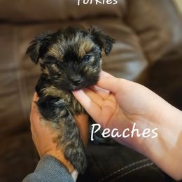 Peaches - Black and tan female Yorkshire Terrier puppy in West Plains, Missouri from Brinkley Yorkies