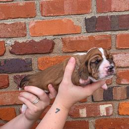 Carl Dean - Mahogany and white male Basset Hound puppy in Bellaire, Ohio from Blessed Bassets