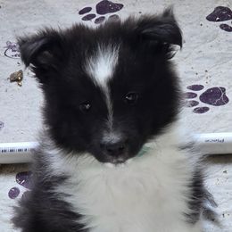 Boy 1 - male Shetland Sheepdog puppy in Zephyrhills, Florida from Highland Shelties