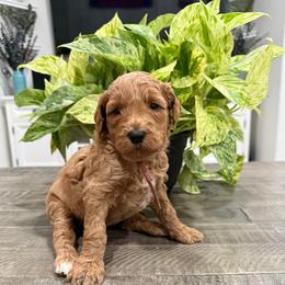 Light pink - Apricot female Goldendoodle puppy in Bakersfield, California from Lavish Doodles