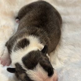 Boy 4 - Boston Terrier puppy in George West, Texas from Duke of Earl’s Boston Terriers