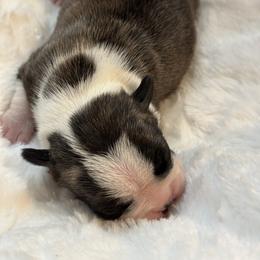 Boy 4 - Boston Terrier puppy in George West, Texas from Duke of Earl’s Boston Terriers