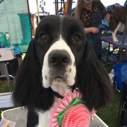 English Springer Spaniel Puppies from Tandem English Springer Spaniels