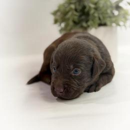 Fili - Chocolate male Labrador Retriever puppy in Isle, Minnesota from Dog Ear Outfitters