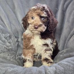 Kerosene - Merle male Sheepadoodle puppy in Cleveland, Georgia from Jam's Doodles And Poodles