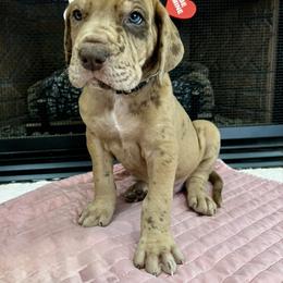 Flurry - Merle male Great Dane puppy in Ardmore, Alabama from Delta Danes