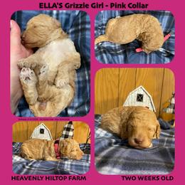 Apricot Grizzle - Pink Collar Girl - Apricot female Poodle puppy in Charlo, Montana from Heavenly Hilltop Farm