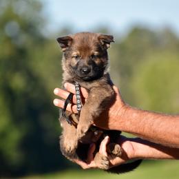 Black - Sable male German Shepherd puppy in Cherryville, North Carolina from Masky Kennel