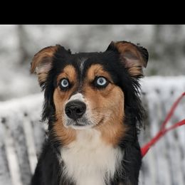 Australian Shepherd and Pomeranian All Grown Up from Willamette Valley Aussies
