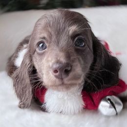 Poppy - Chocolate and cream male Dachshund puppy in Richmond, Virginia from Irresistible Dachshunds & Cavaliers