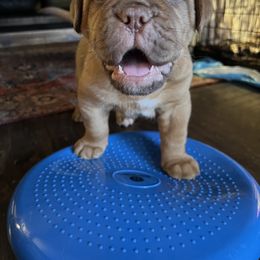 Dogue de Bordeaux Puppies from Toni  Young