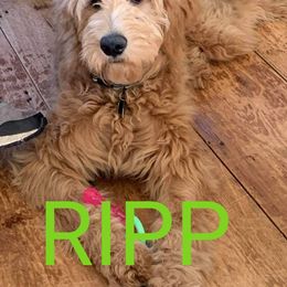 "Ripp, 2020 F1 pup from Rosie X Apollo" Goldendoodle and Golden Retriever All Grown Up from Golden Paw Farm