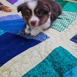 Wyatt - Red tri male Miniature Australian Shepherd puppy in Dunnellon, Florida from Ever After Mini Aussies