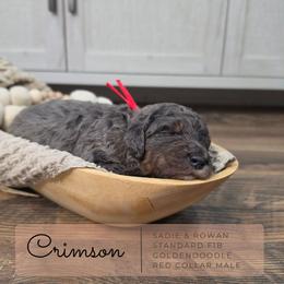 Red - Merle male Goldendoodle puppy in West Chester, Ohio from Doodles of West Chester