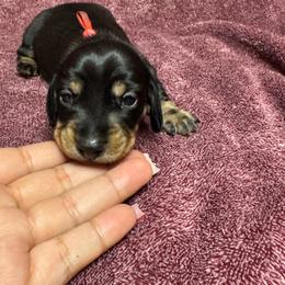 Moose tracks (Red collar) - Black and tan male Dachshund puppy in Turlock, California from Dandelion Dachshund