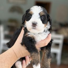 Opal - Tri-color female Bernedoodle puppy in Henry, Illinois from Rowe Farms Doodles