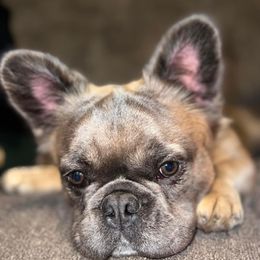 Boxers and French Bulldogs from Nelson’s Fancy Frenchies and Bulldogs