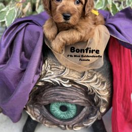 Bernedoodle, Cavapoo, Goldendoodle, and Poodle Puppies from Gypsi Doodles & Poodles