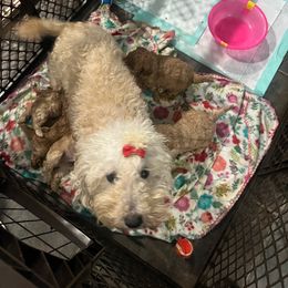 Retta - Poodle