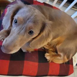 Dachshund Puppies from Meldox