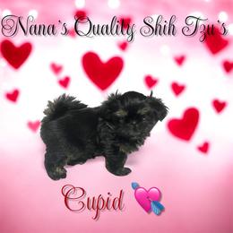 Cupid - Red and tan female Shih Tzu puppy in Sacramento, California from NANA’S  QUALITY SHIH TZU'S