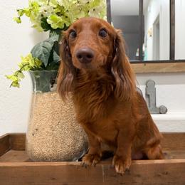 Chew-Chew - Dachshund