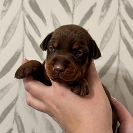 Girl 2 - Doberman Pinscher puppy from Imperium Dobermann Kennel