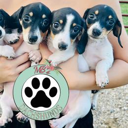 Dachshund Puppies from MB’s Dachshunds