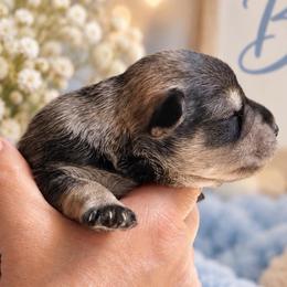 Winston - Salt and pepper male Miniature Schnauzer puppy in Hull, Georgia from Ardent Miniature Schnauzers of Athens