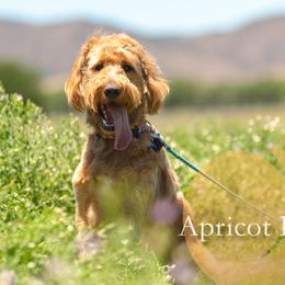 Potential stud Duke - Goldendoodle