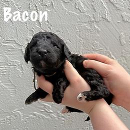 Bacon - Black male Goldendoodle puppy in Atlantic Beach, Florida from Glamorous Golden Doodles