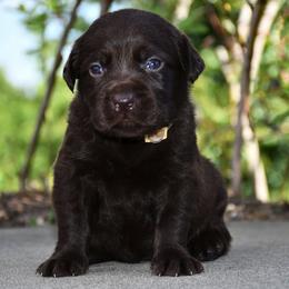 Boy 2 - Chocolate male Labrador Retriever puppy in North Wilkesboro, North Carolina from Sunset Ridge Labs