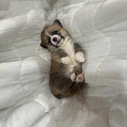 Plunket - Red female Pembroke Welsh Corgi puppy in Delton, Michigan from CorGizmo