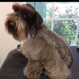 River - Miniature Schnauzer
